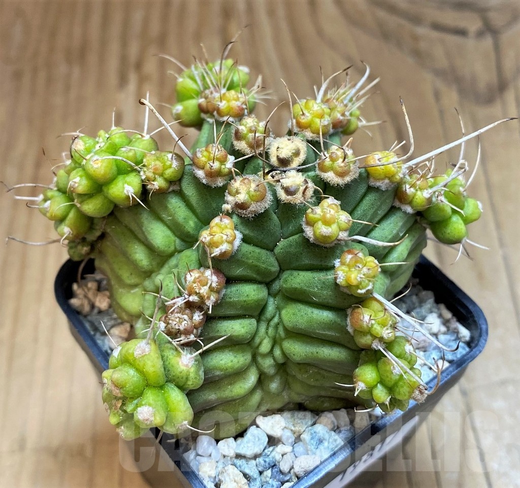 SH19817 Gymnocalycium mihanovichii 'North Star'