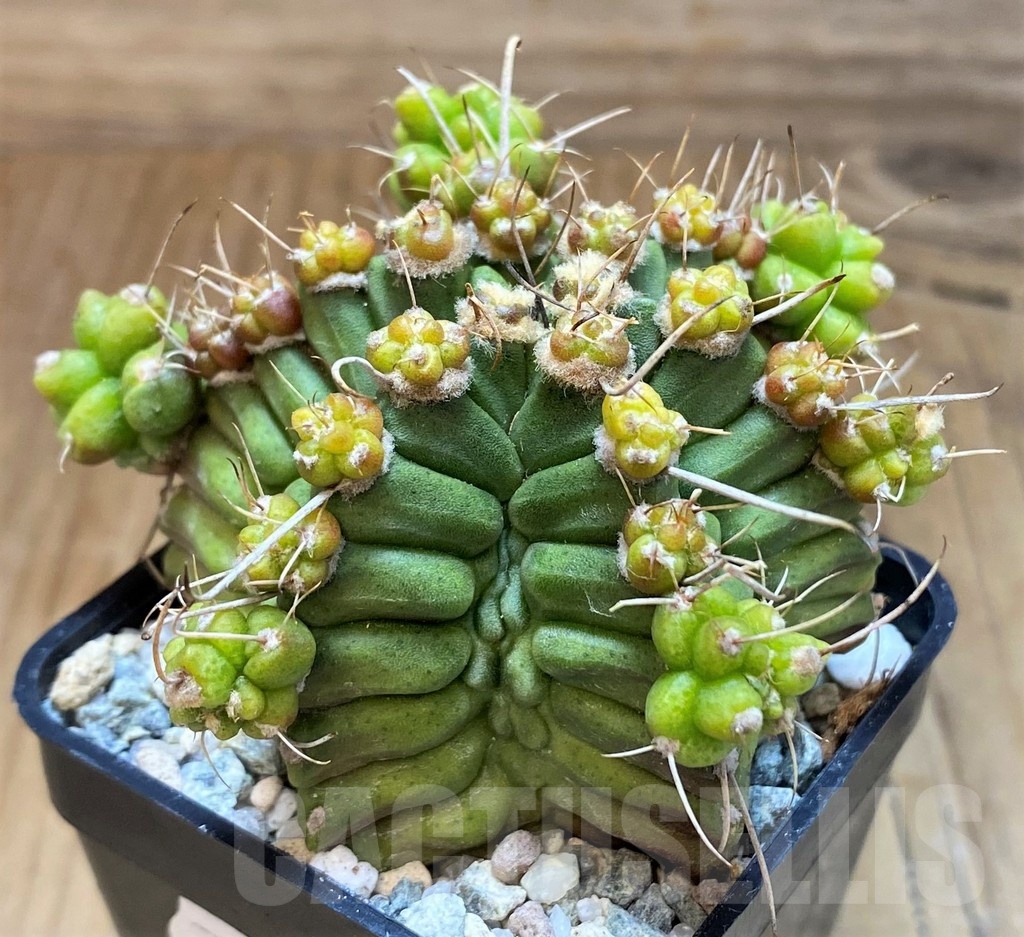 SH19817 Gymnocalycium mihanovichii 'North Star' - Image 2