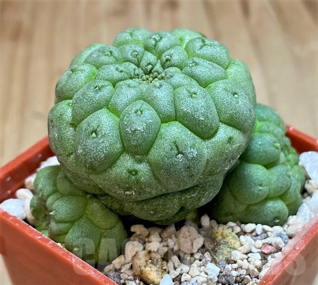 SH19859 Trichocaulon cactiformis - Image 2