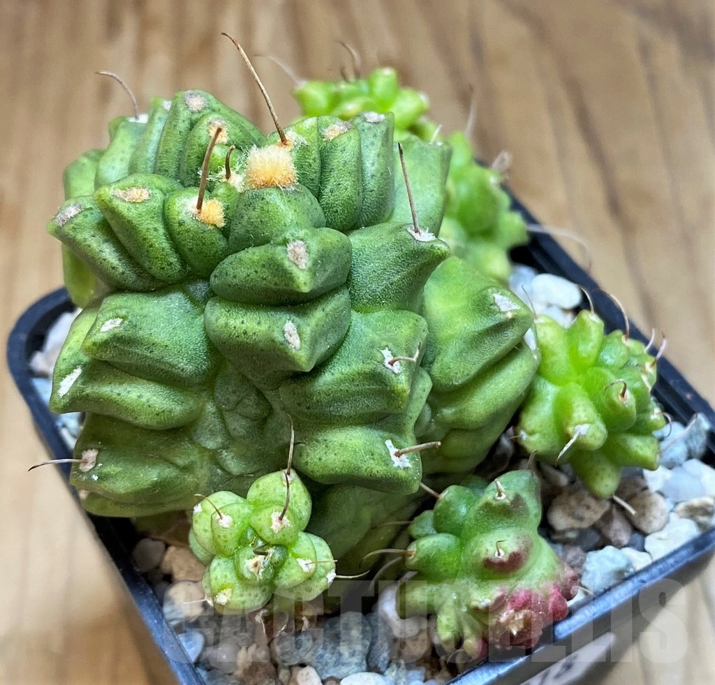 SH19818 Gymnocalycium mihanovichii 'North Star'
