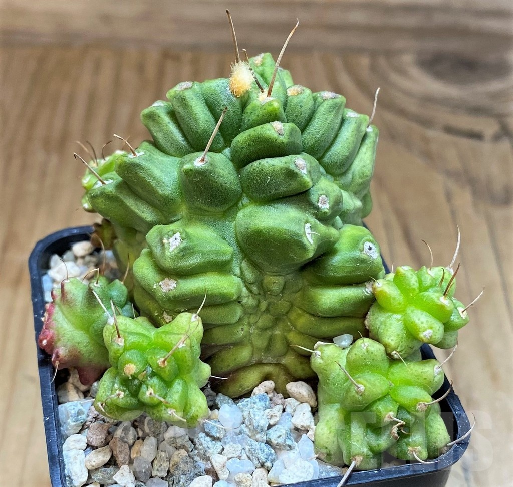 SH19818 Gymnocalycium mihanovichii 'North Star' - Image 2