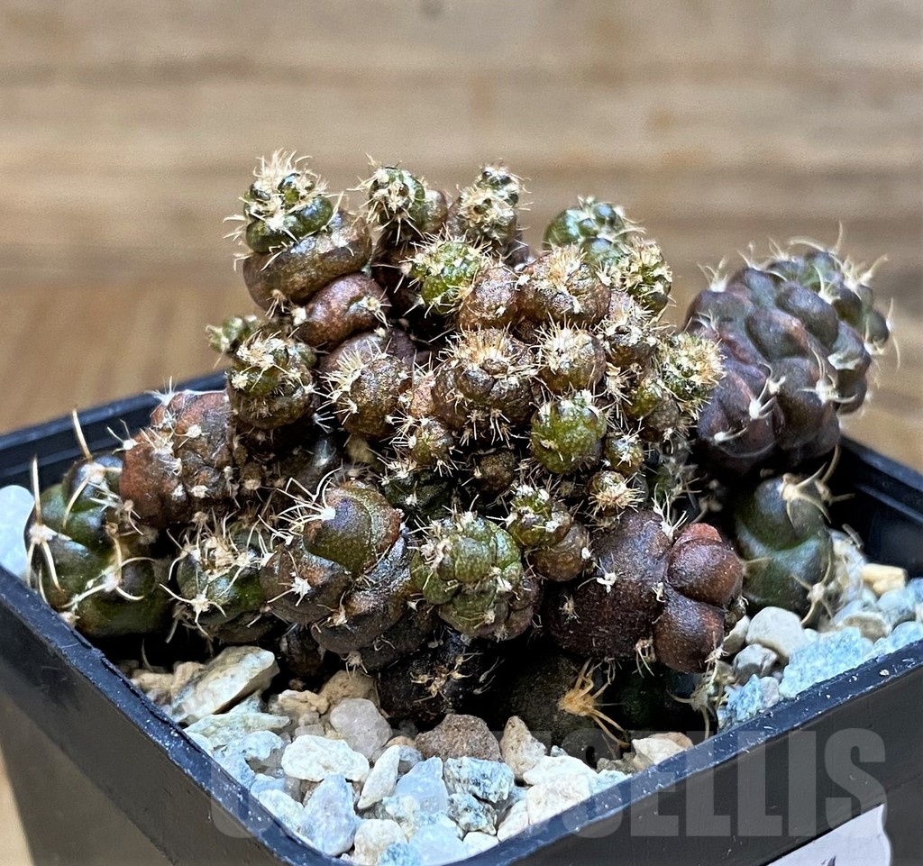 SH19821 Gymnocalycium mihanovichii 'Cauliflower Coral'