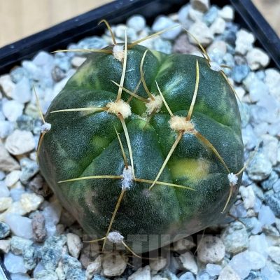 SH20116 Gymnocalycium horstii f. variegata
