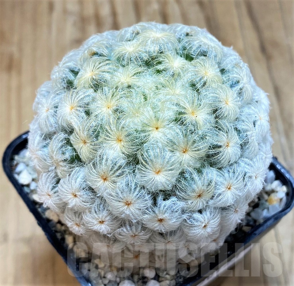 SH20123 Mammillaria plumosa 'Enoki'