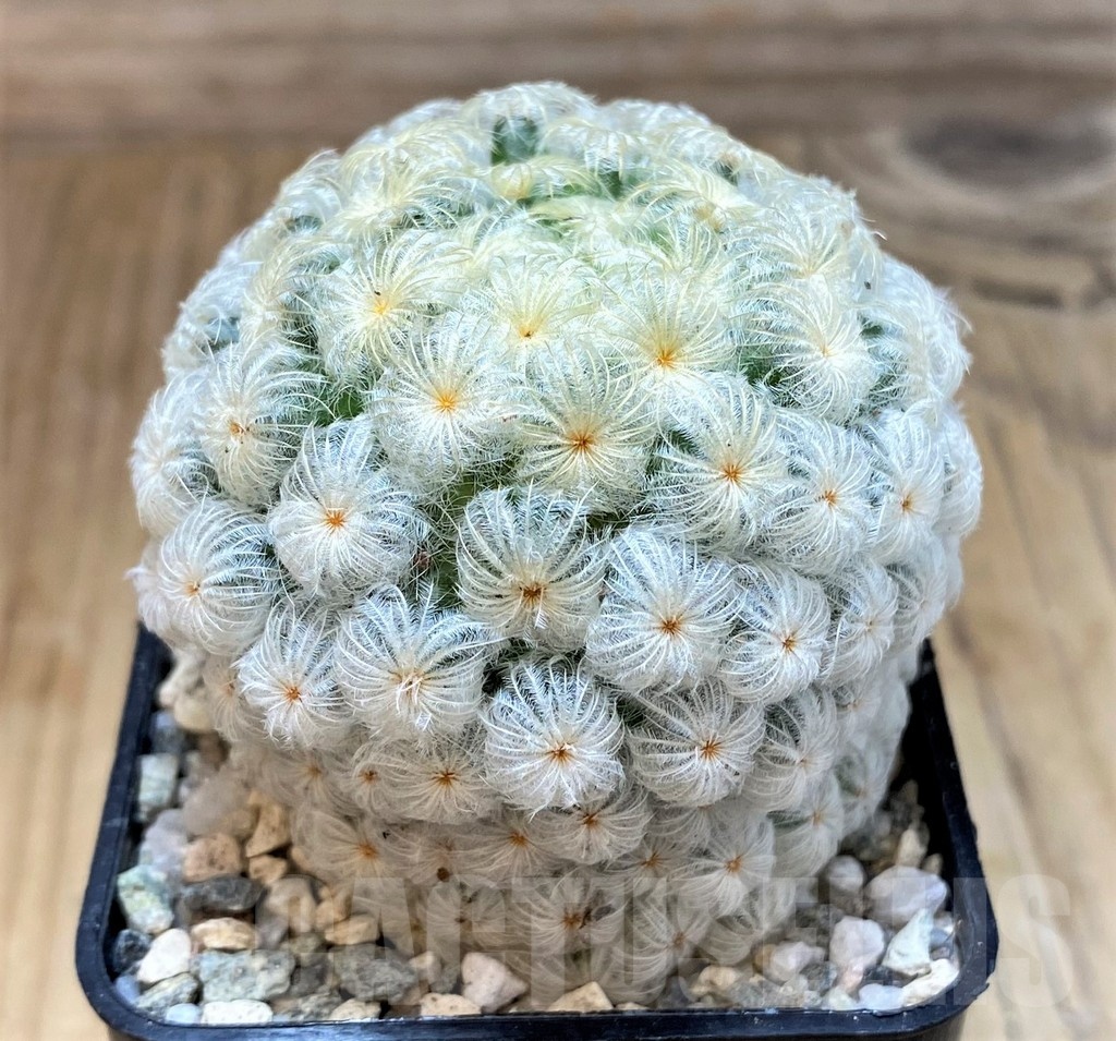 SH20123 Mammillaria plumosa 'Enoki' - Image 2