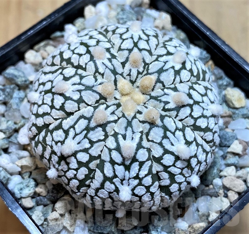 SH20074 Astrophytum asterias ‘Super Kabuto’ V-type