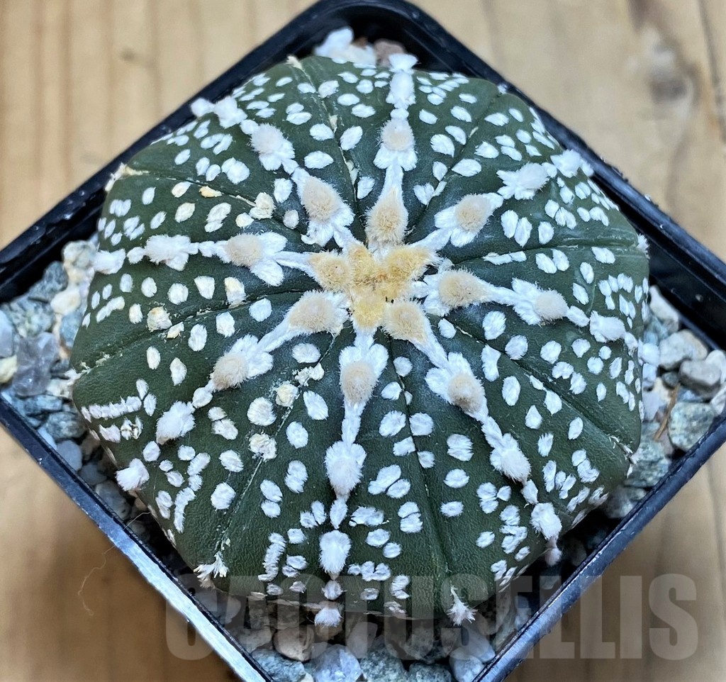 SH20080 Astrophytum asterias ‘Super Kabuto’ V-type f. nudum