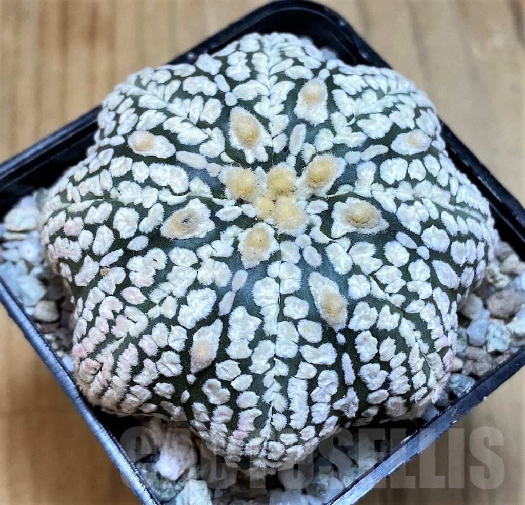 SH20089 Astrophytum asterias ‘Super Kabuto Star Shape’ V-type