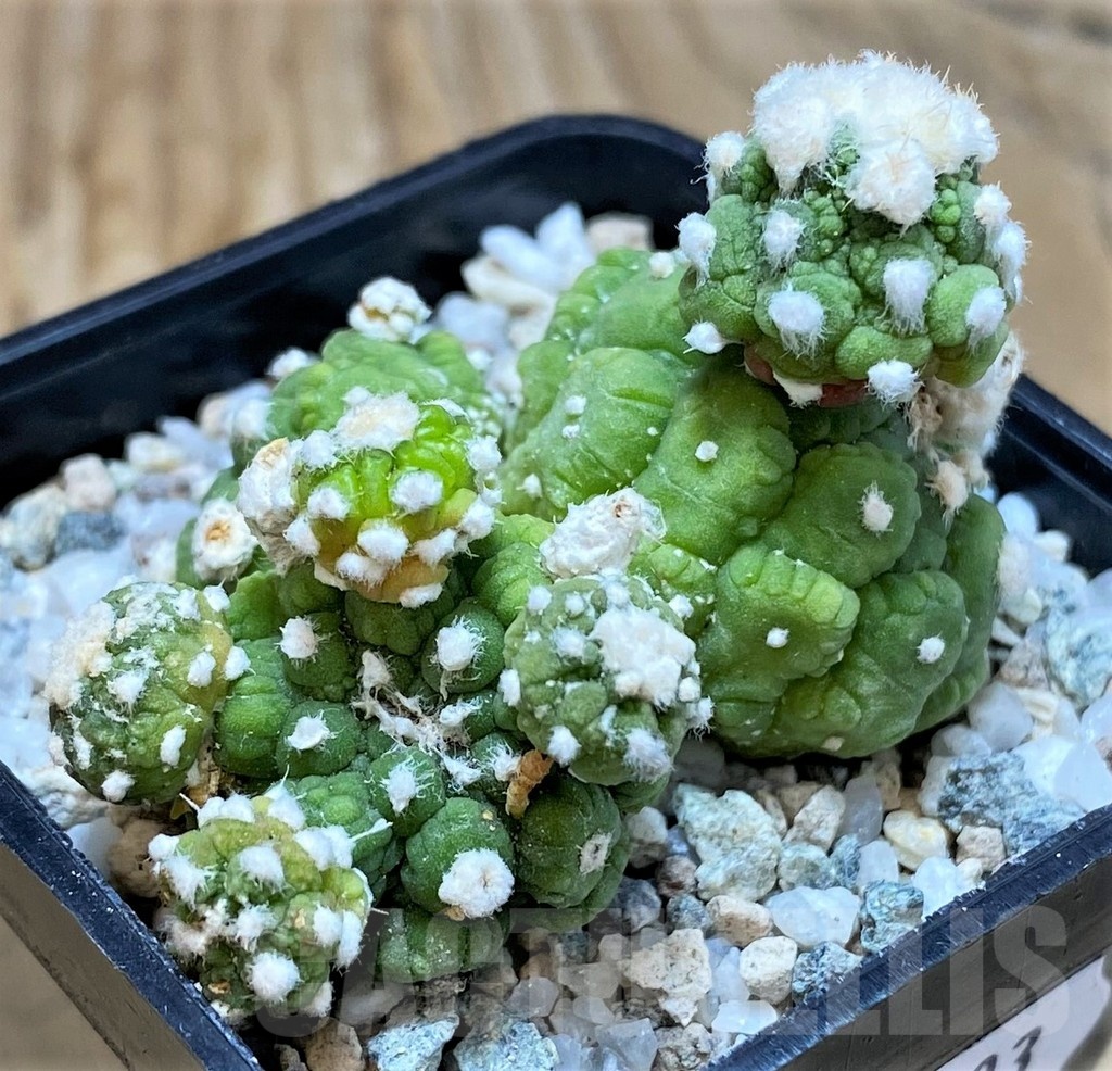 SH20103 Astrophytum asterias ‘Lizard Skin’ - Image 2