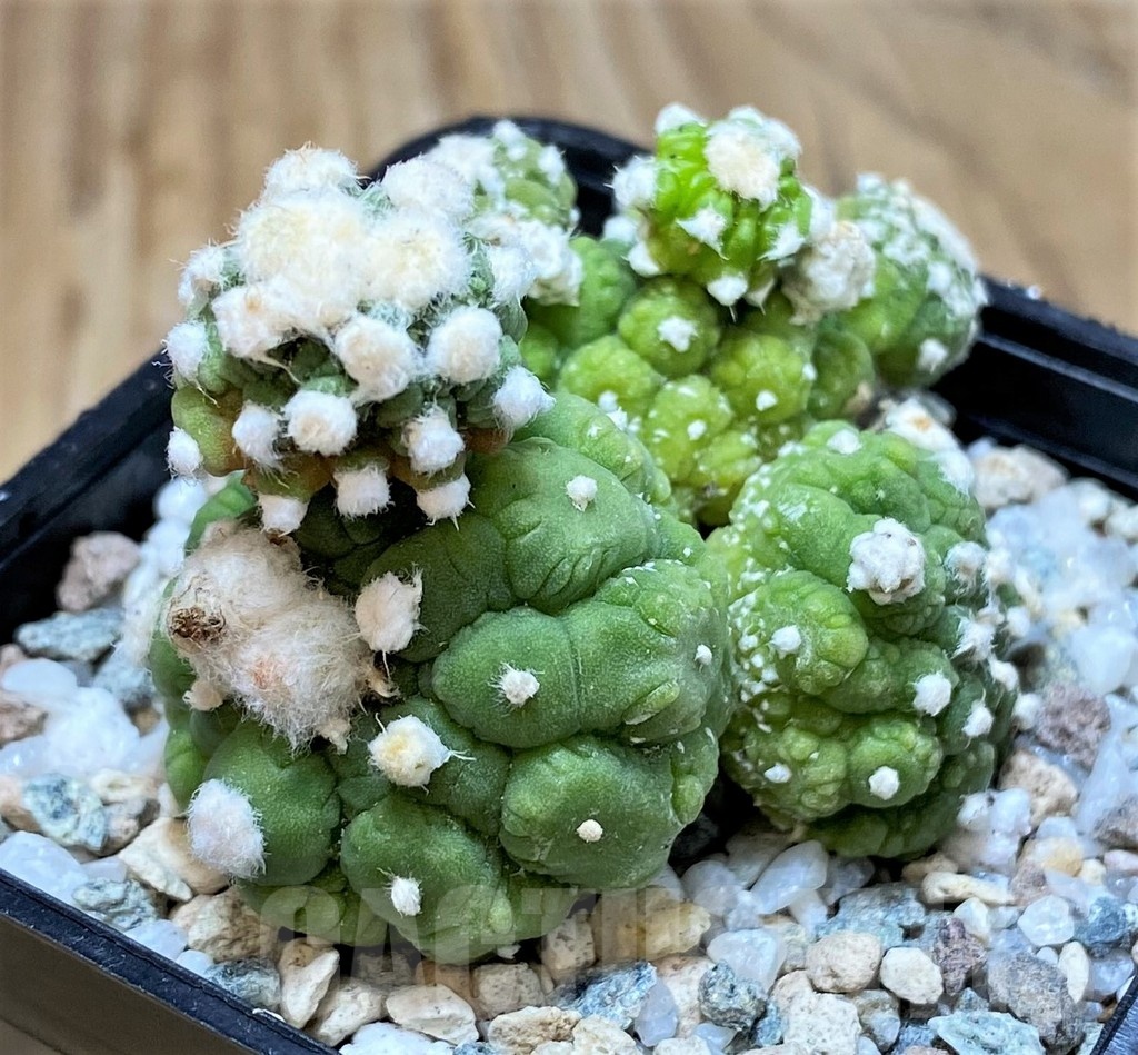 SH20103 Astrophytum asterias ‘Lizard Skin’