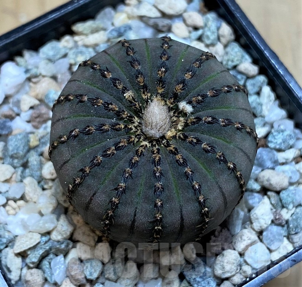 SH20104 Frailea asterioides