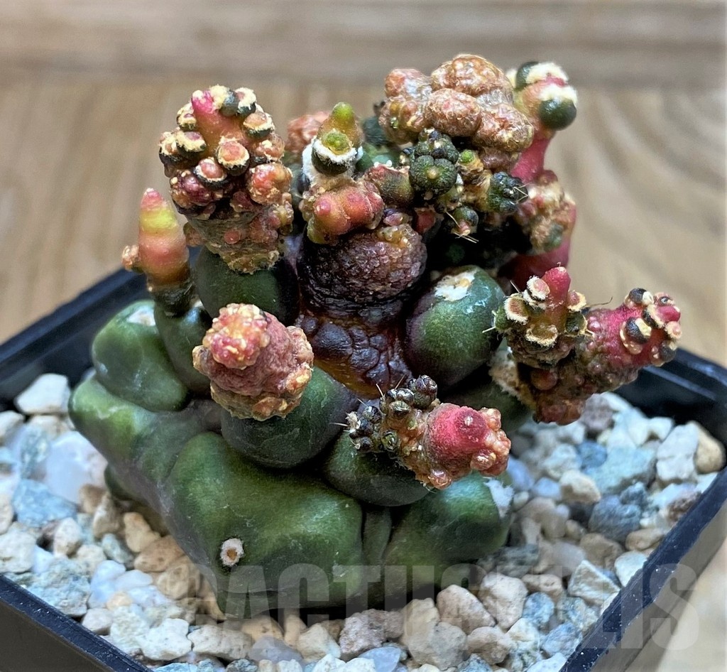 SH20106 Gymnocalycium mihanovichii 'Transformer'