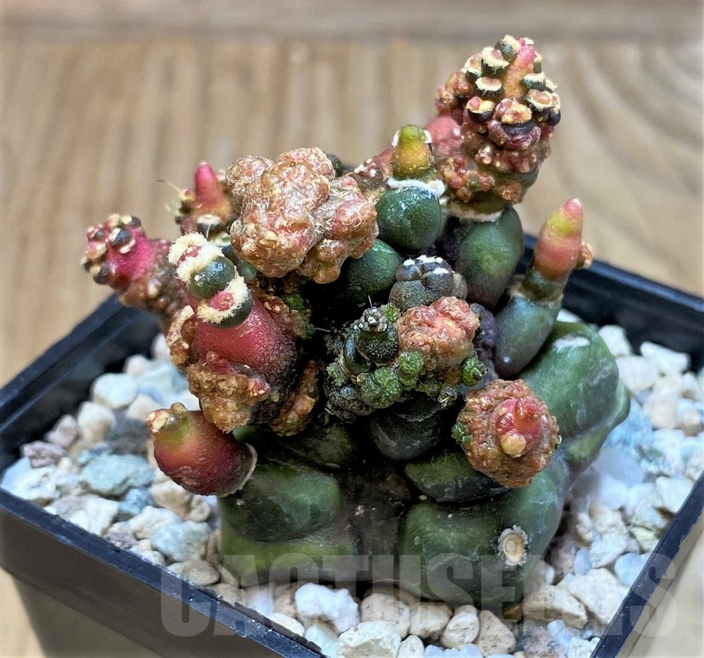 SH20106 Gymnocalycium mihanovichii 'Transformer' - Image 2
