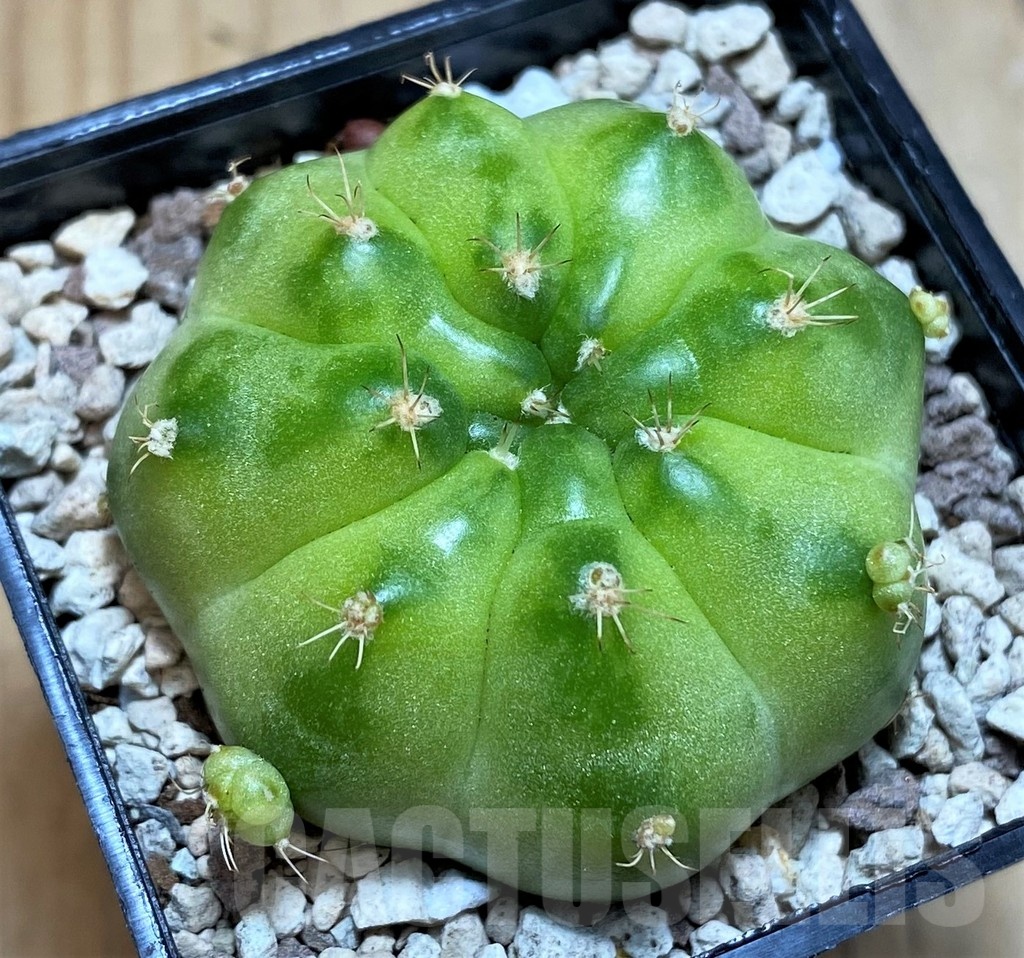 SH20108 Gymnocalycium mihanovichii ‘Green Marble’ - Image 2