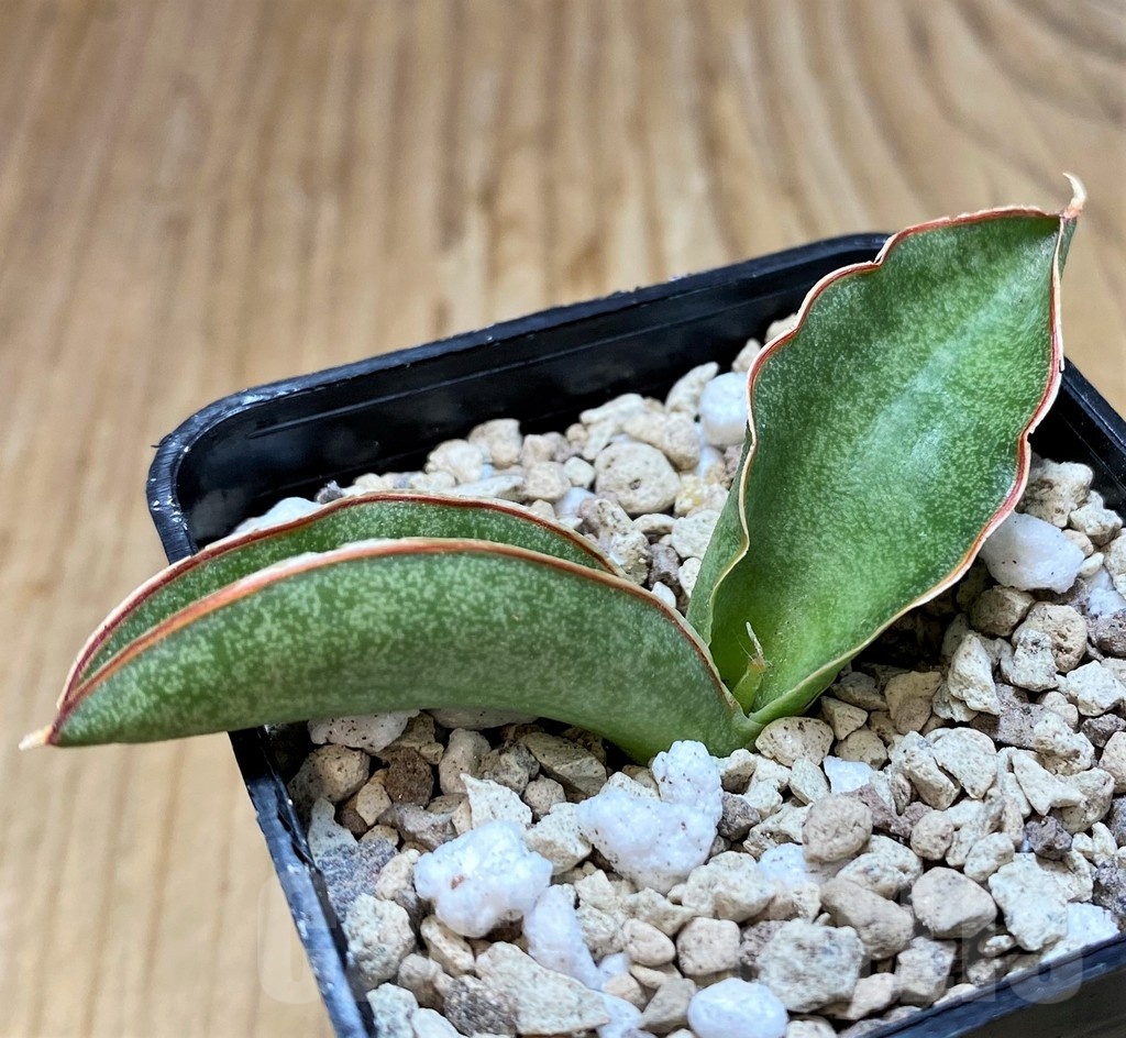 SH20240 Sansevieria kirkii ‘Silver Blue’