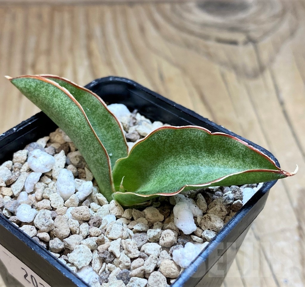 SH20240 Sansevieria kirkii ‘Silver Blue’ - Image 2
