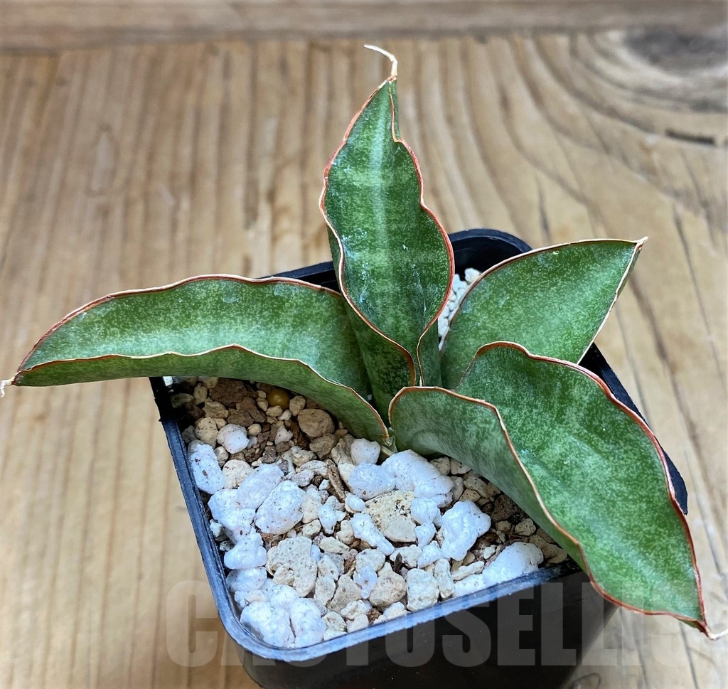 SH20241 Sansevieria kirkii ‘Silver Blue’ - Image 2