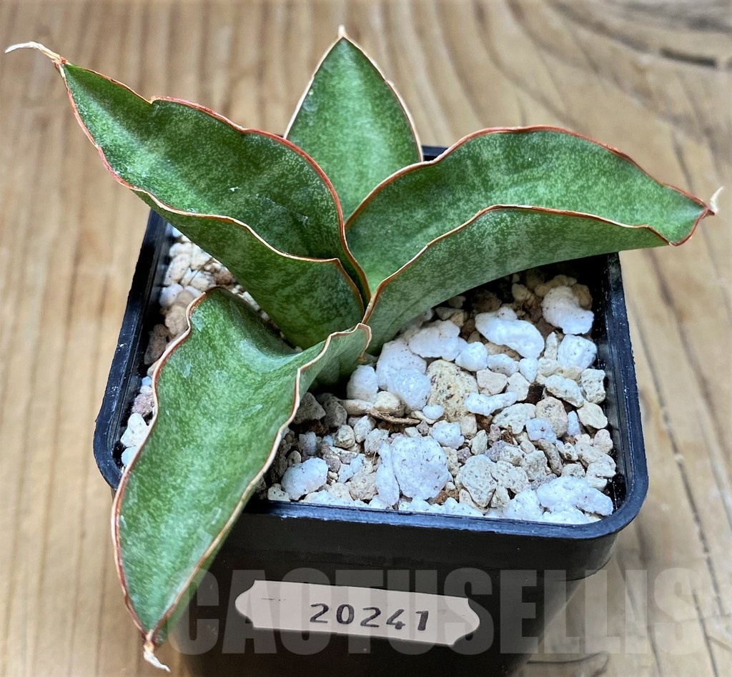 SH20241 Sansevieria kirkii ‘Silver Blue’