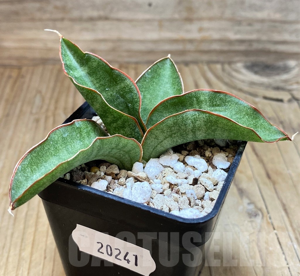 SH20241 Sansevieria kirkii ‘Silver Blue’ - Image 3