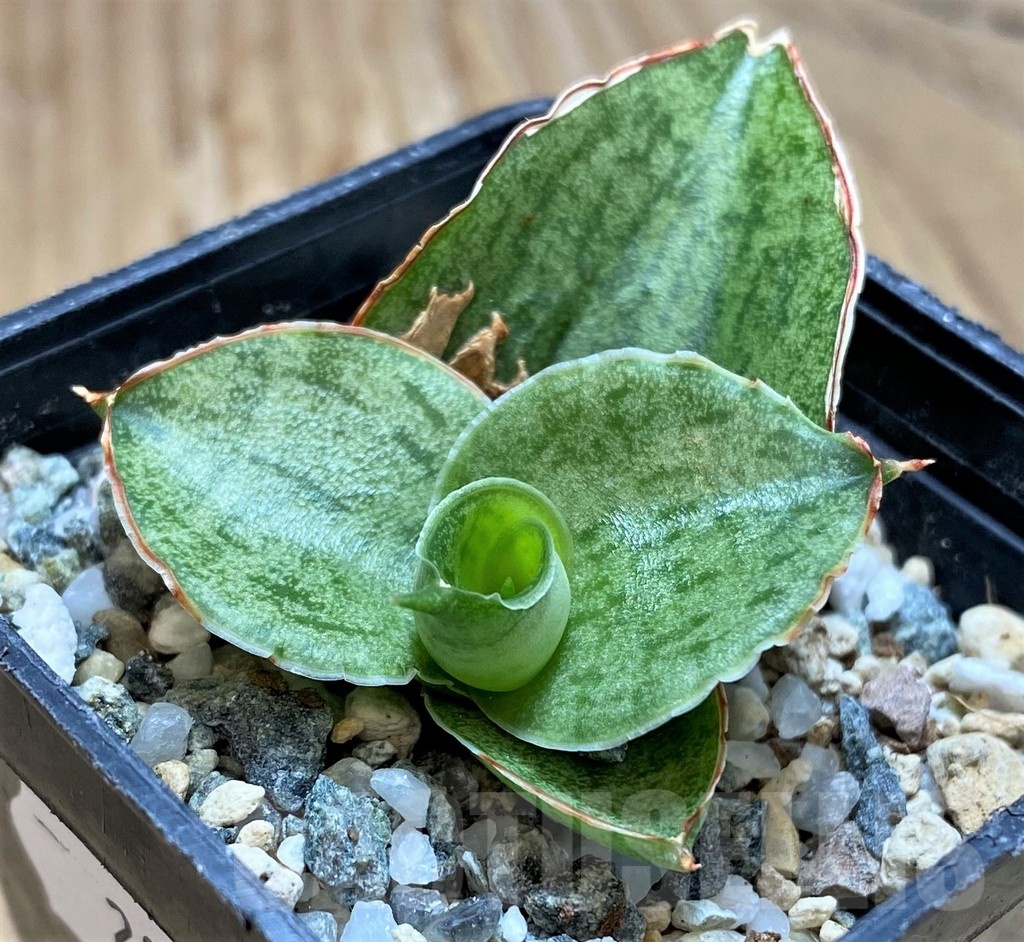 SH20210 Sansevieria 'Hobbit' - Image 2