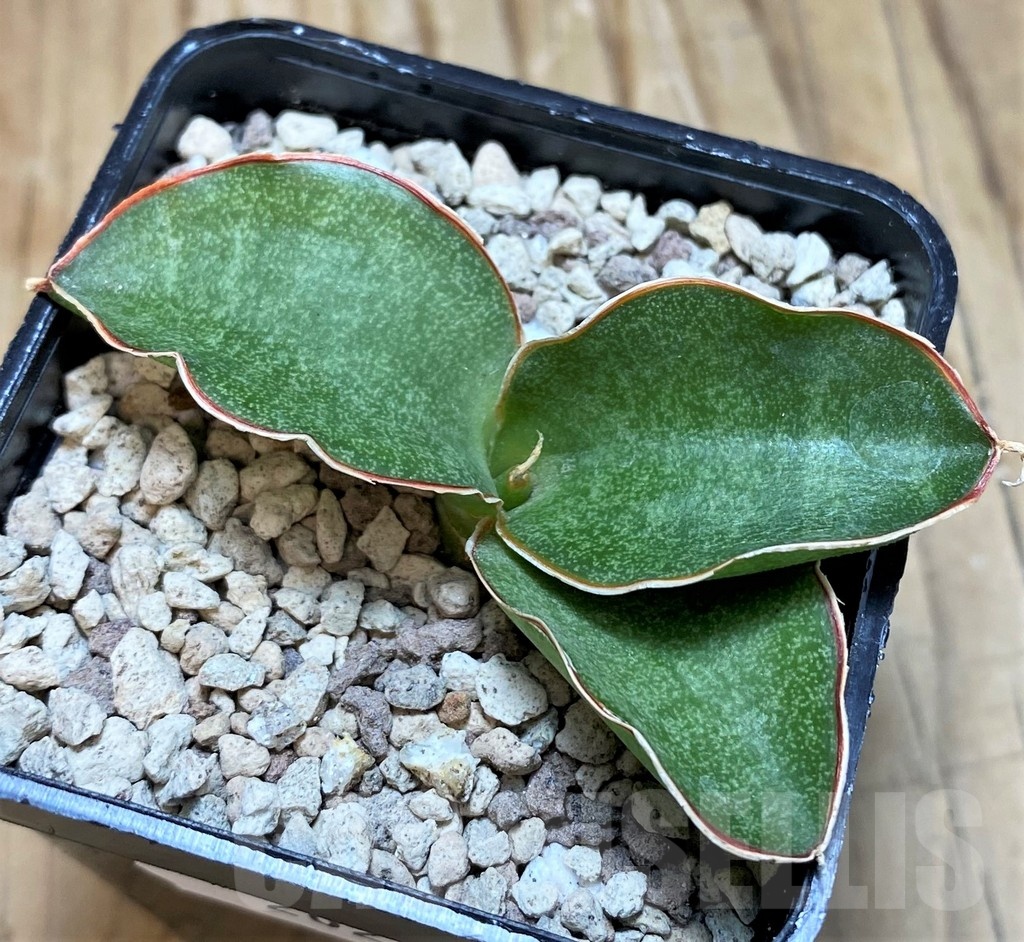SH20242 Sansevieria kirkii ‘Silver Blue’ - Image 2