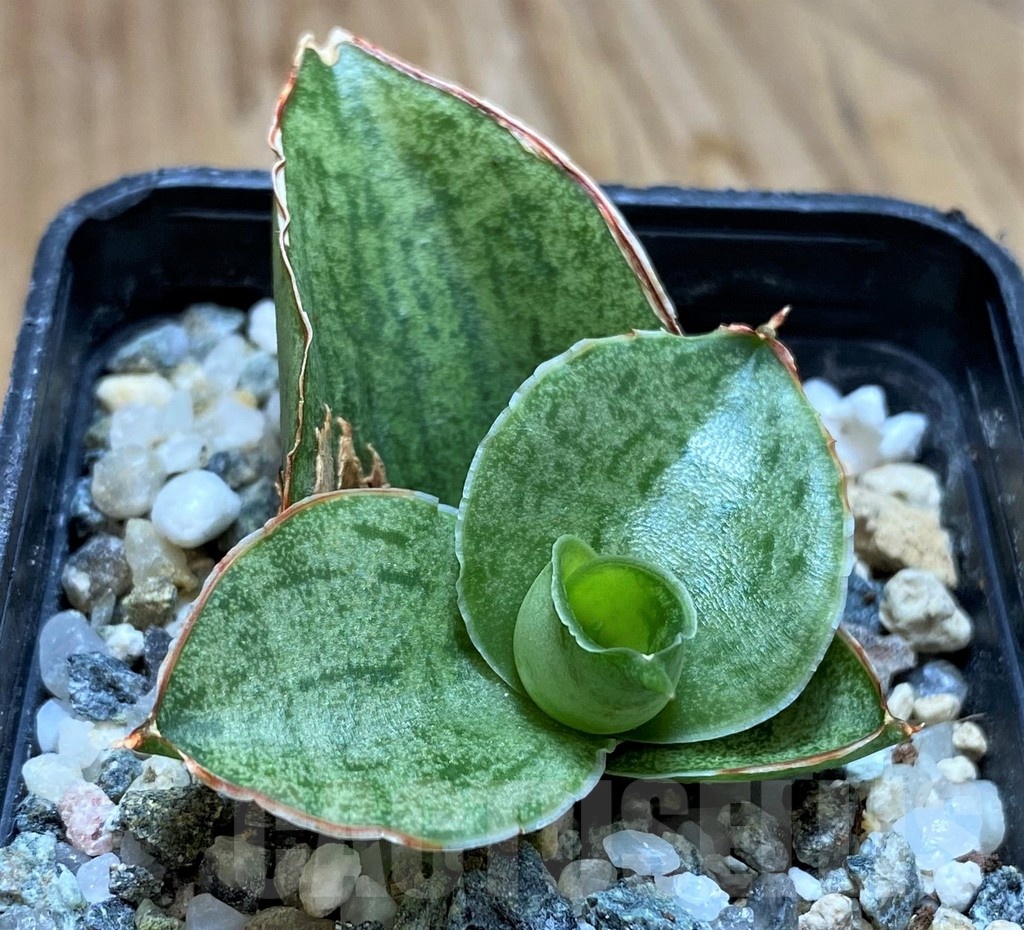 SH20210 Sansevieria 'Hobbit'