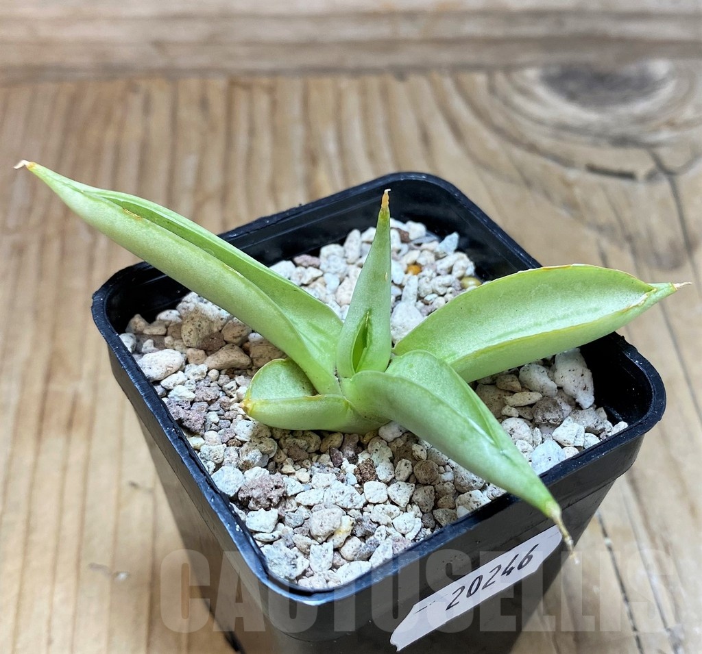 SH20246 Sansevieria ‘Chanin’ - Image 2