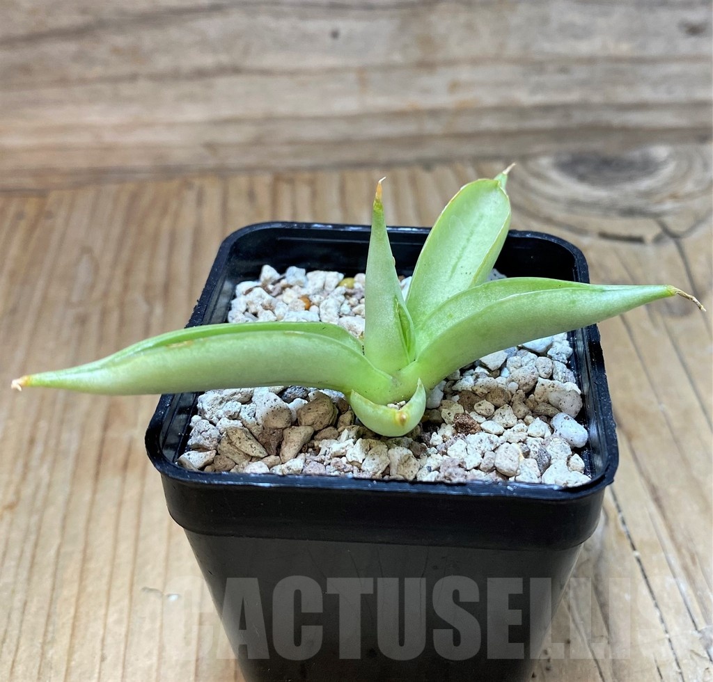 SH20246 Sansevieria ‘Chanin’