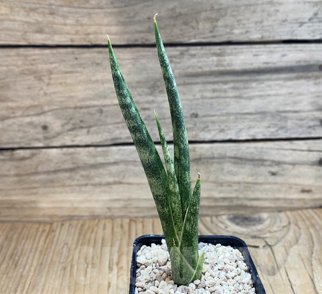 SH20258 Sansevieria 'Zeebra Fireworks'
