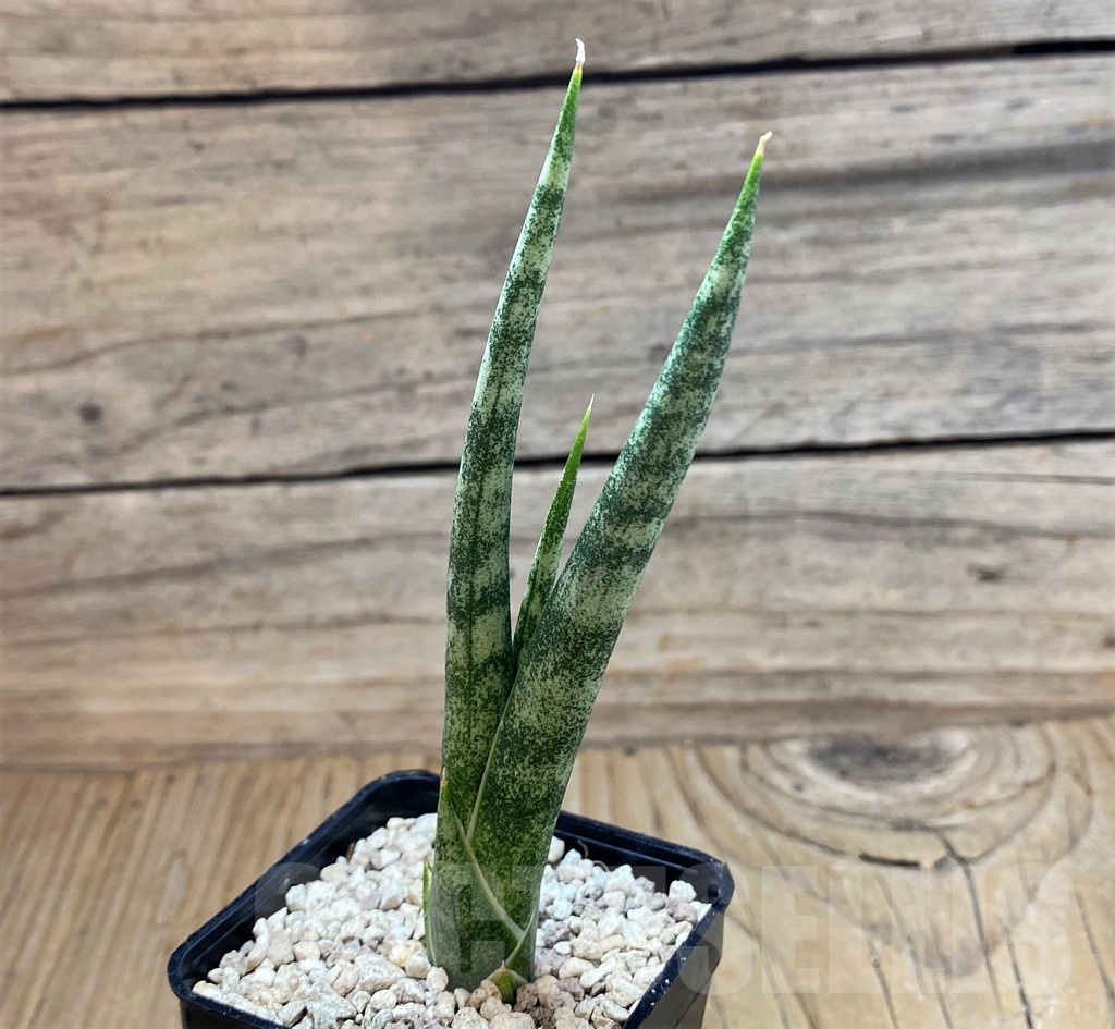 SH20258 Sansevieria 'Zeebra Fireworks' - Image 2