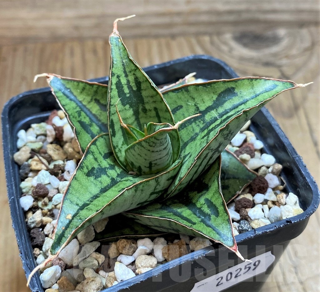 SH20259 Sansevieria 'Kaisar' hybrid