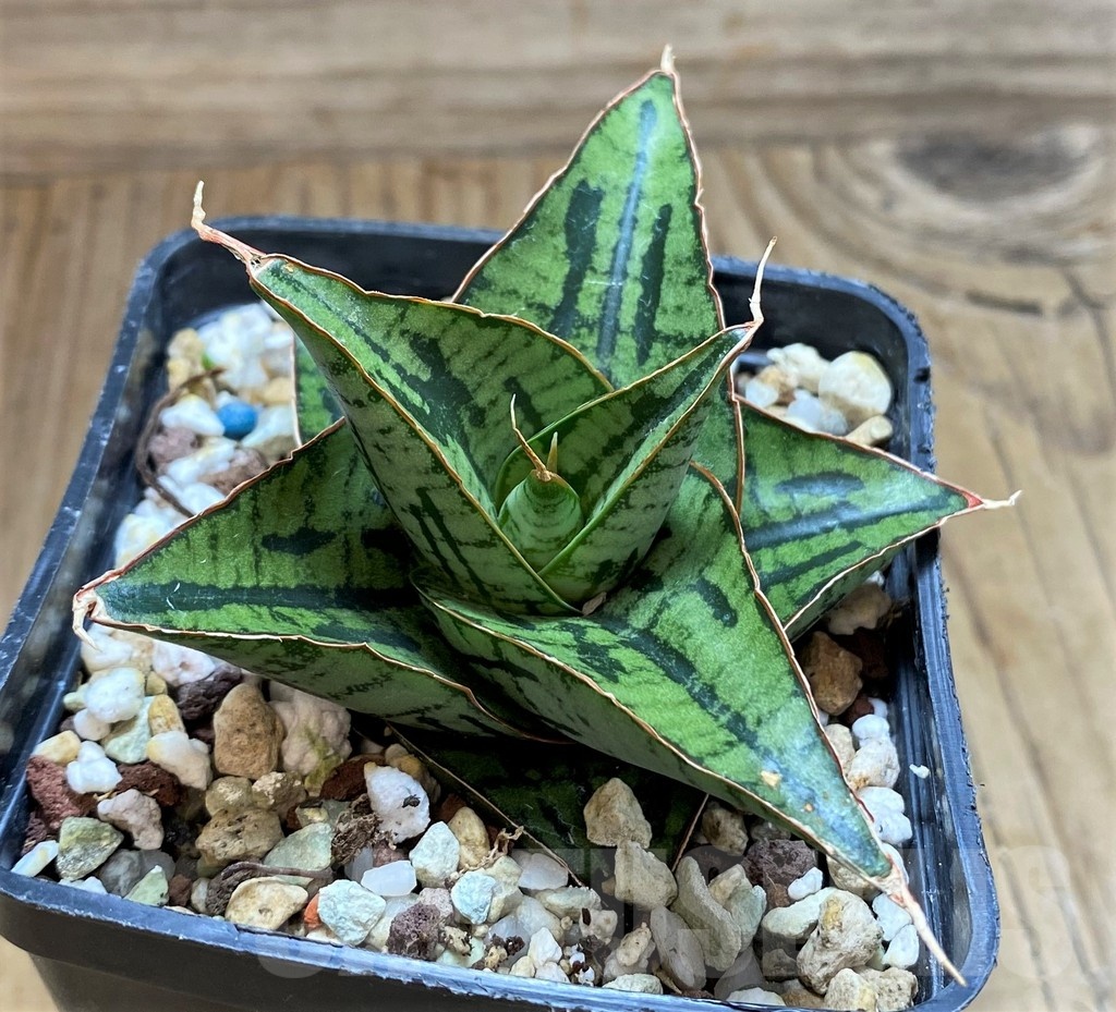 SH20259 Sansevieria 'Kaisar' hybrid - Image 2