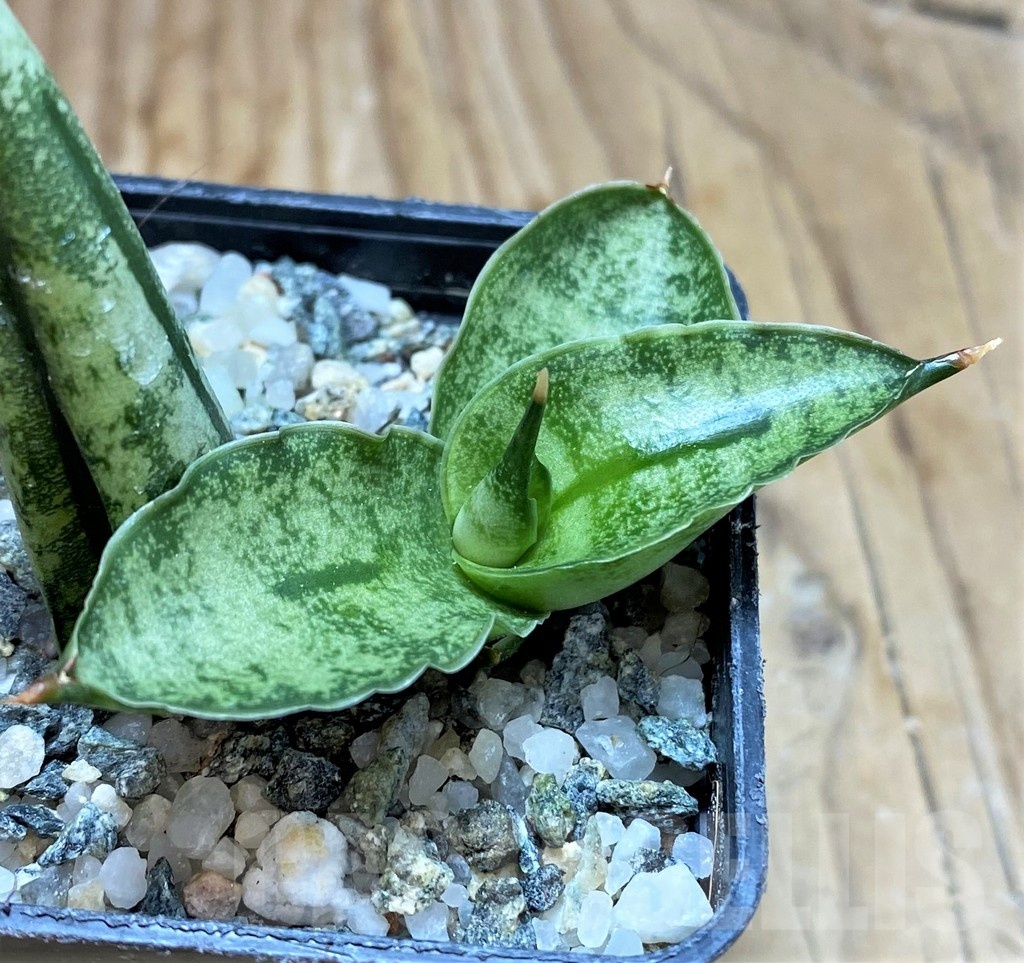 SH20207 Sansevieria 'Fatman'