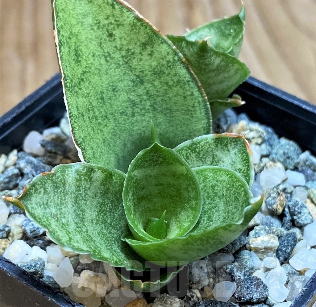 SH20213 Sansevieria 'Pagoda'