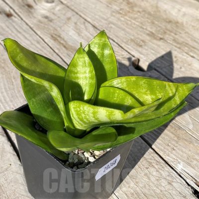 SH20268 Sansevieria hahnii 'Philippine Gold'