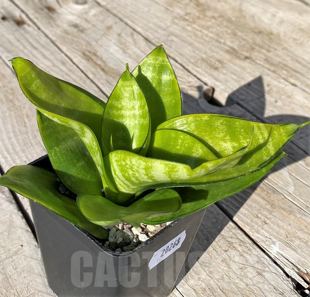 SH20268 Sansevieria hahnii 'Philippine Gold'