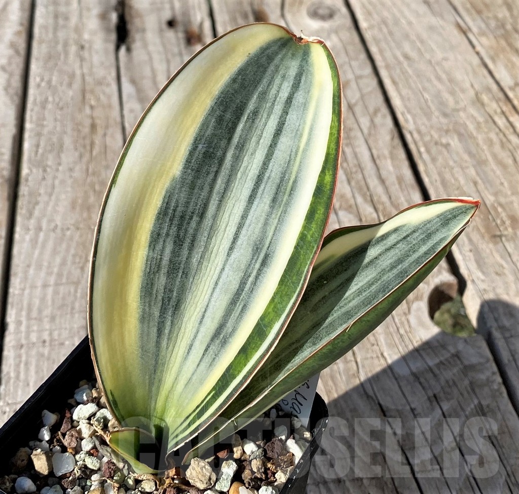 SH20270 Sansevieria masoniana 'White Roset' - Image 2