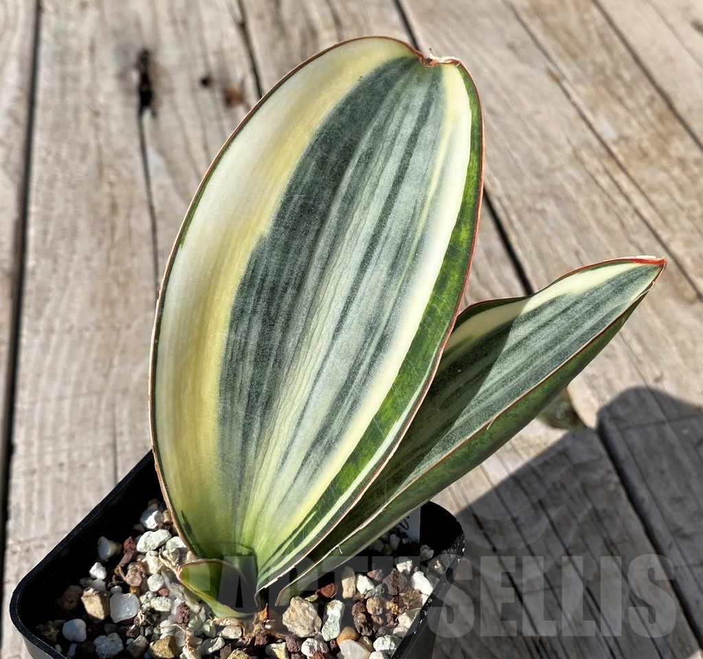 SH20270 Sansevieria masoniana 'White Roset'