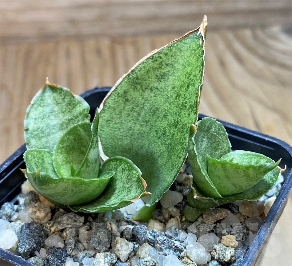 SH20213 Sansevieria 'Pagoda' - Image 2