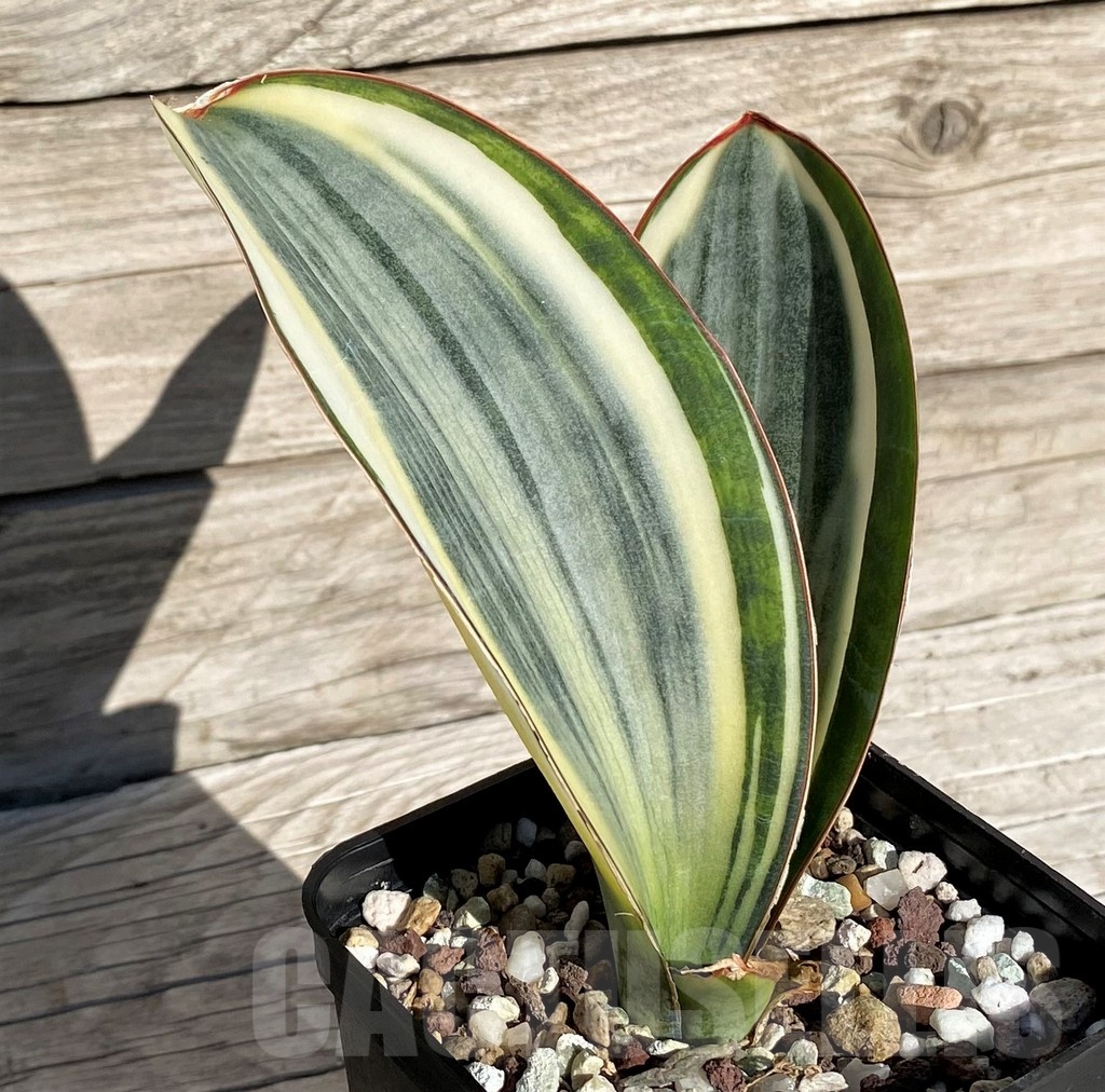 SH20270 Sansevieria masoniana 'White Roset' - Image 3