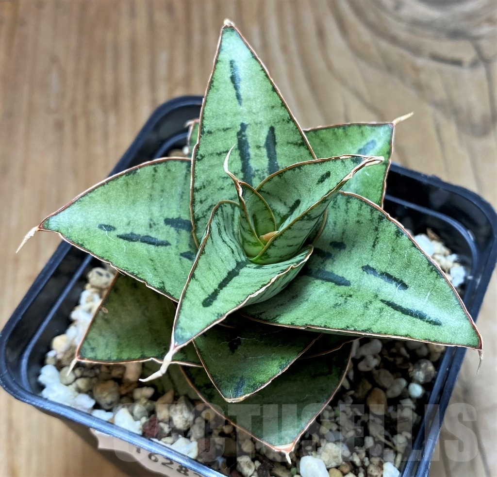 SH16283 Sansevieria 'Kaisar' hybrid