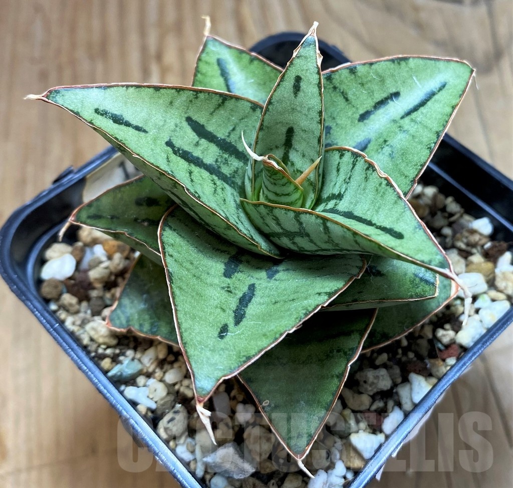 SH16283 Sansevieria 'Kaisar' hybrid - Image 2