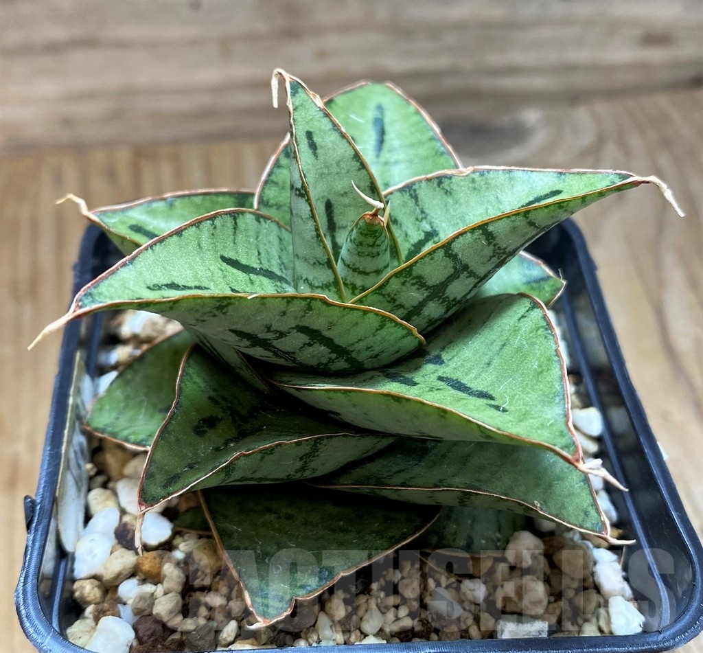 SH16283 Sansevieria 'Kaisar' hybrid - Image 3