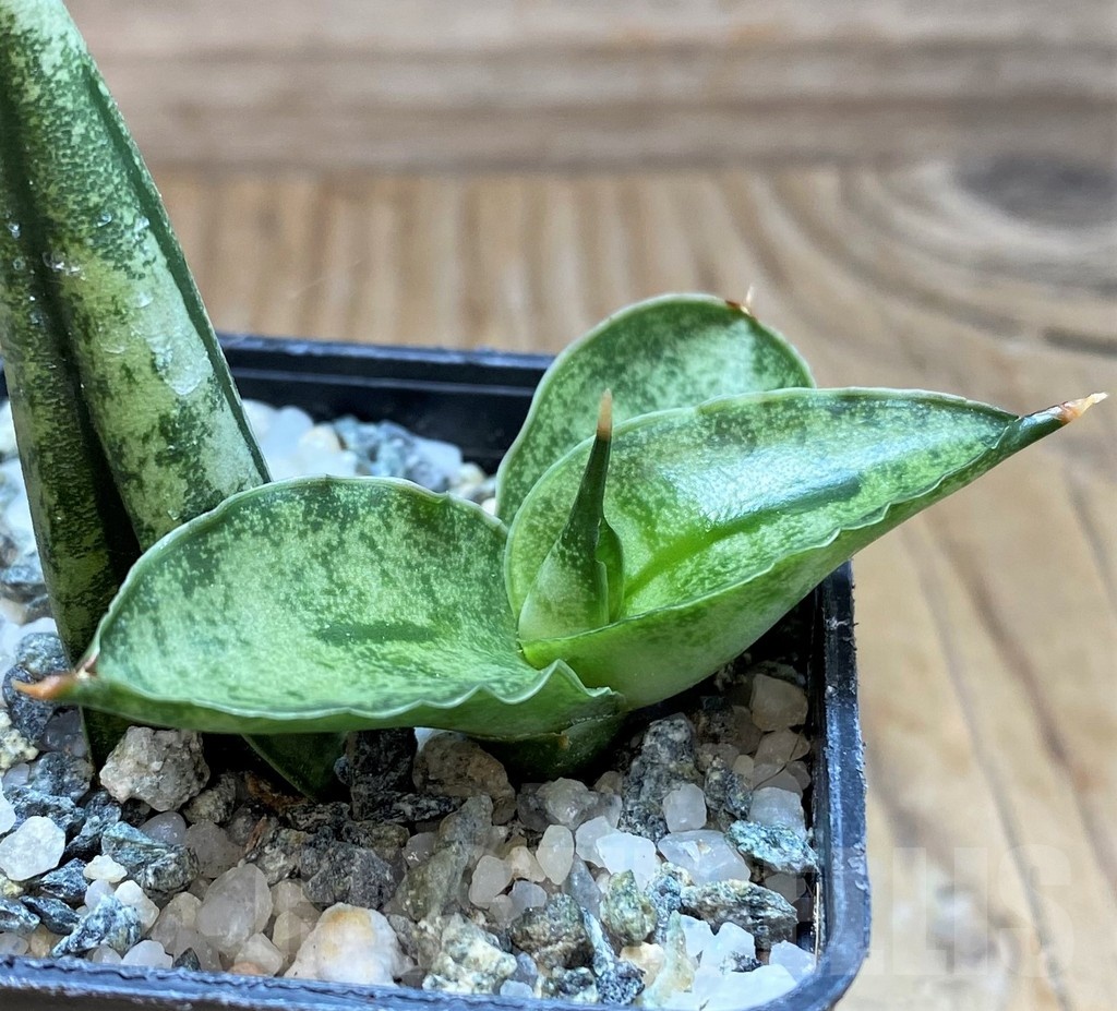 SH20207 Sansevieria 'Fatman' - Image 2
