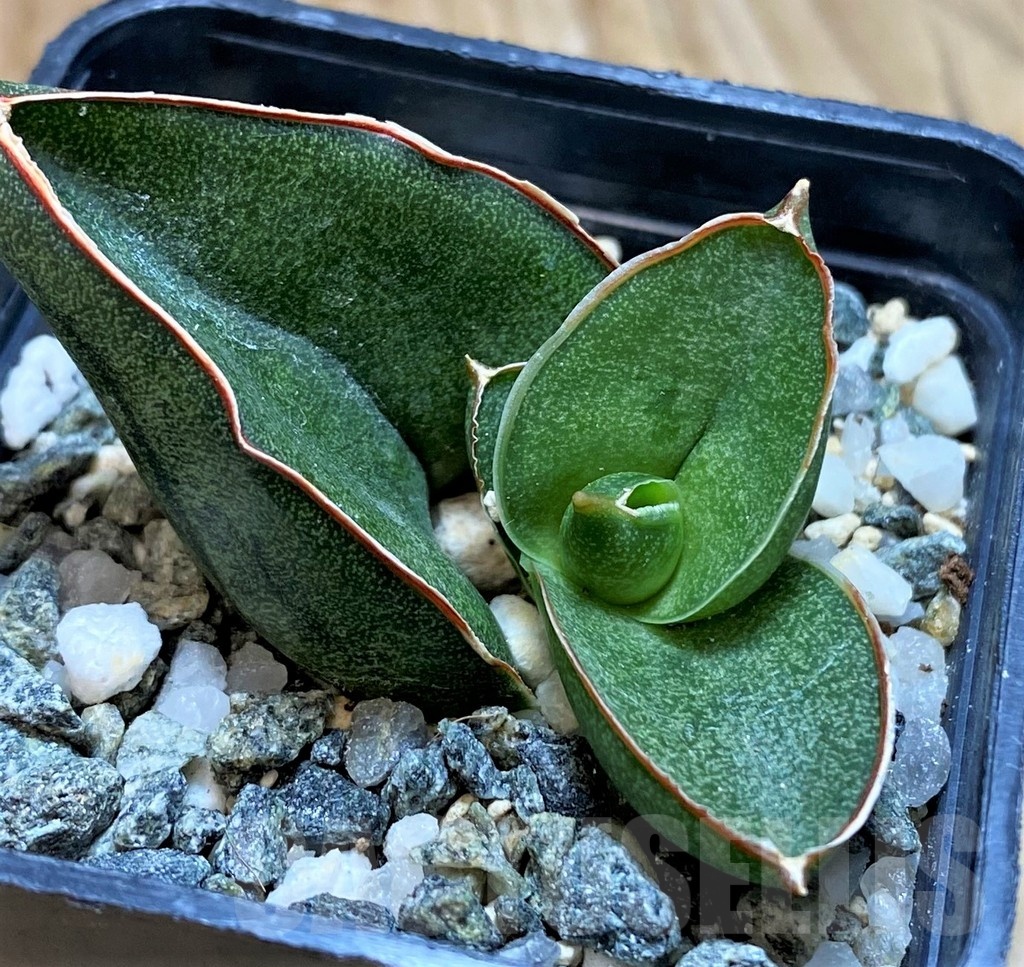 SH20217 Sansevieria 'Konichiwa' - Image 2
