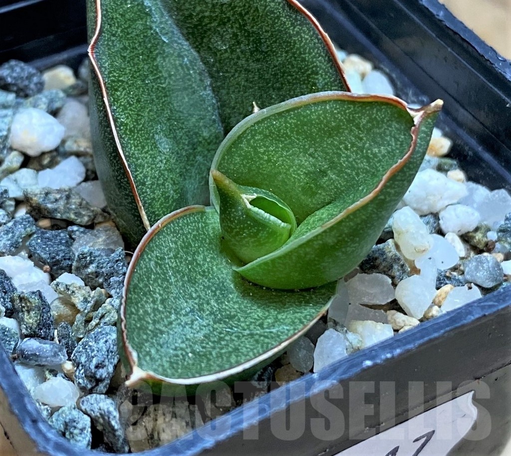 SH20217 Sansevieria 'Konichiwa'