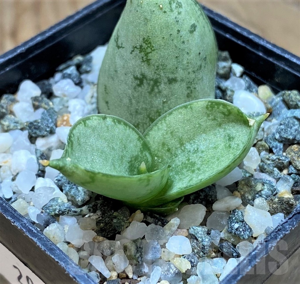 SH20219 Sansevieria 'Boncel Platinum' - Image 2