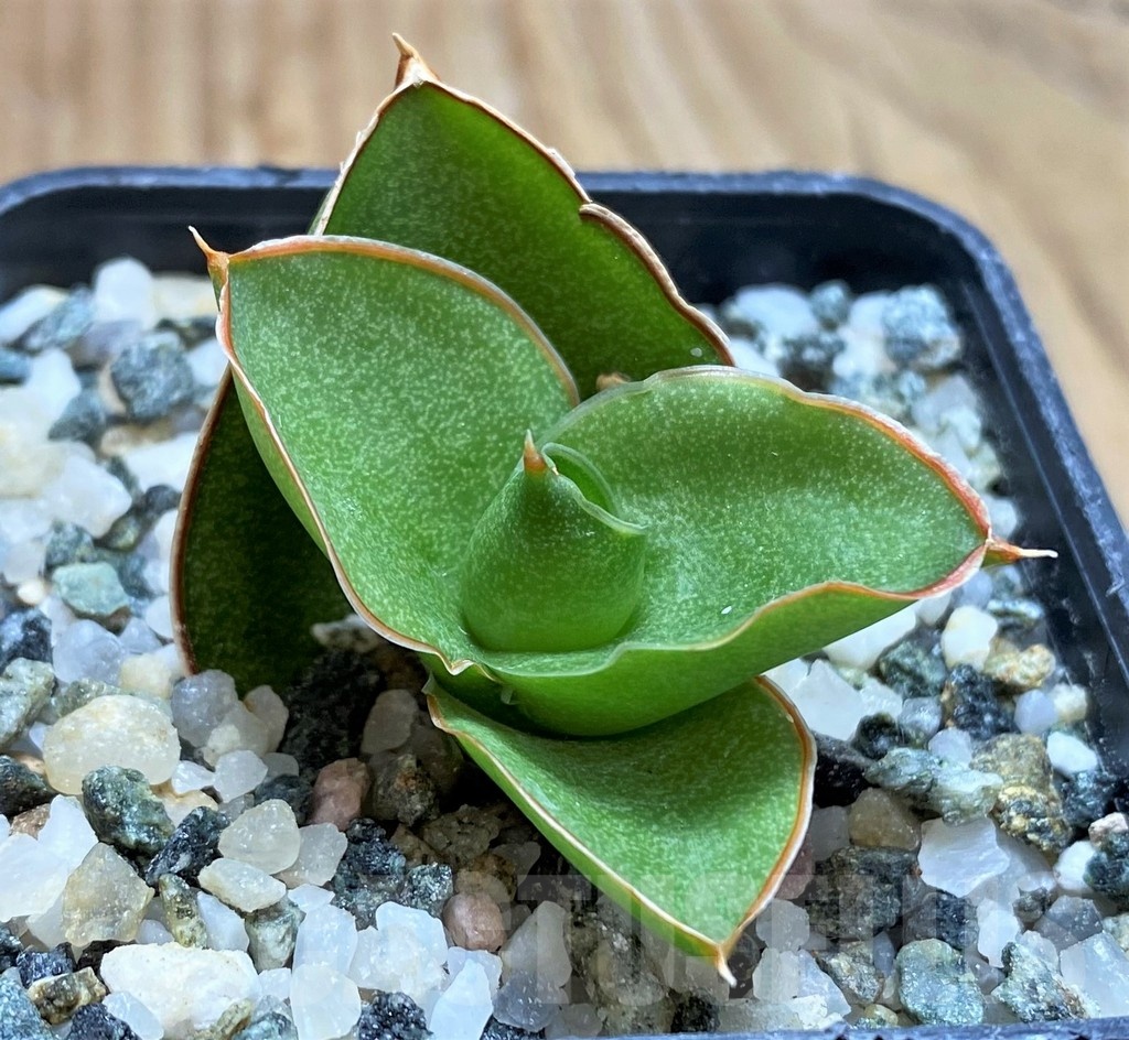 SH20208 Sansevieria 'Bonny' - Image 2