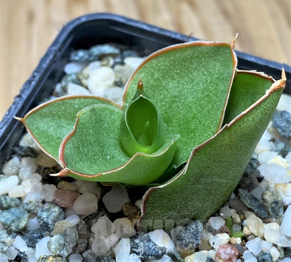 SH20208 Sansevieria 'Bonny'