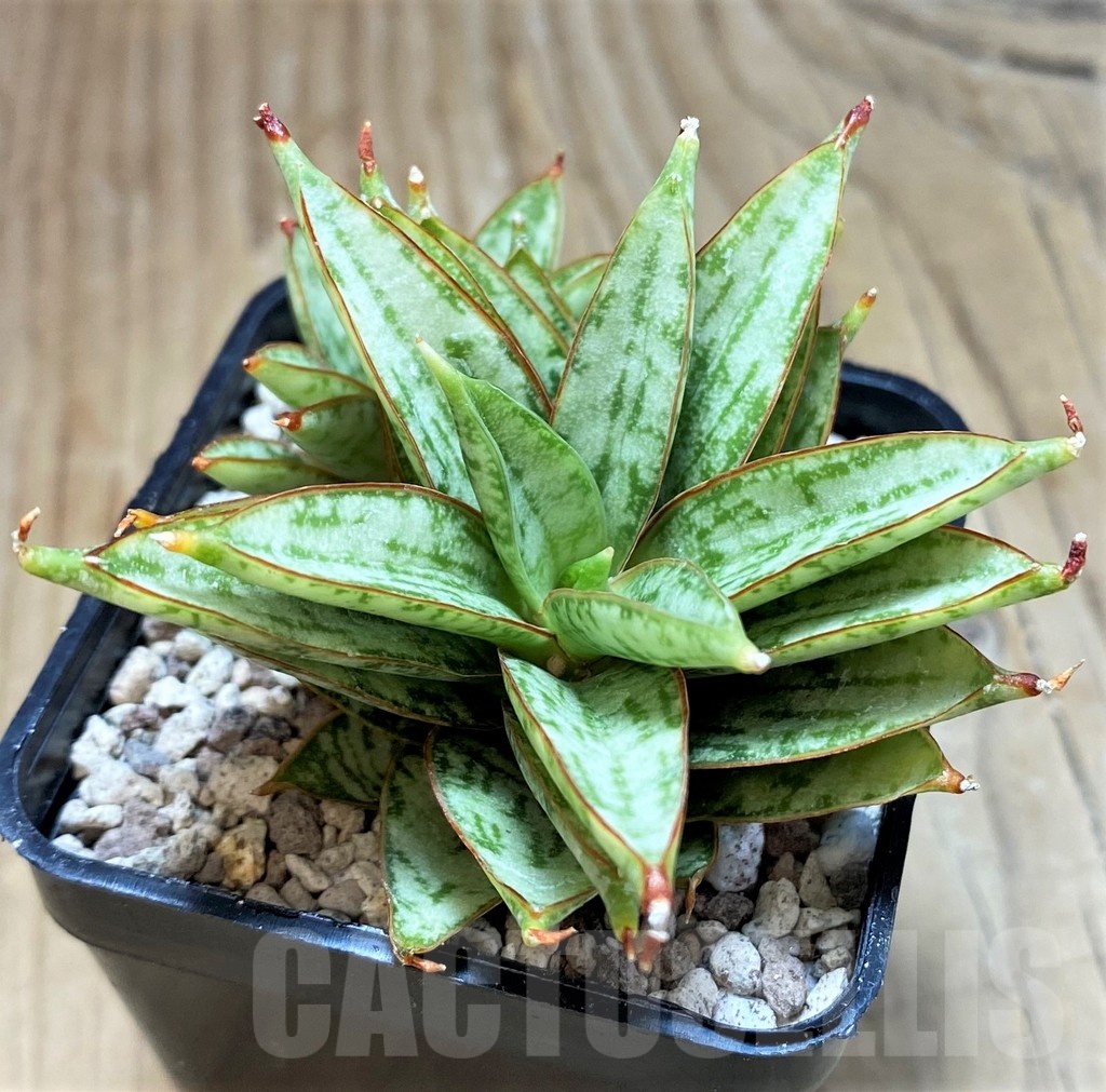SH20228 Sansevieria ‘Margarita’ - Image 2